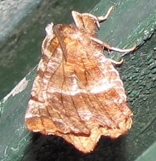 Selenia dentaria, Geometridae